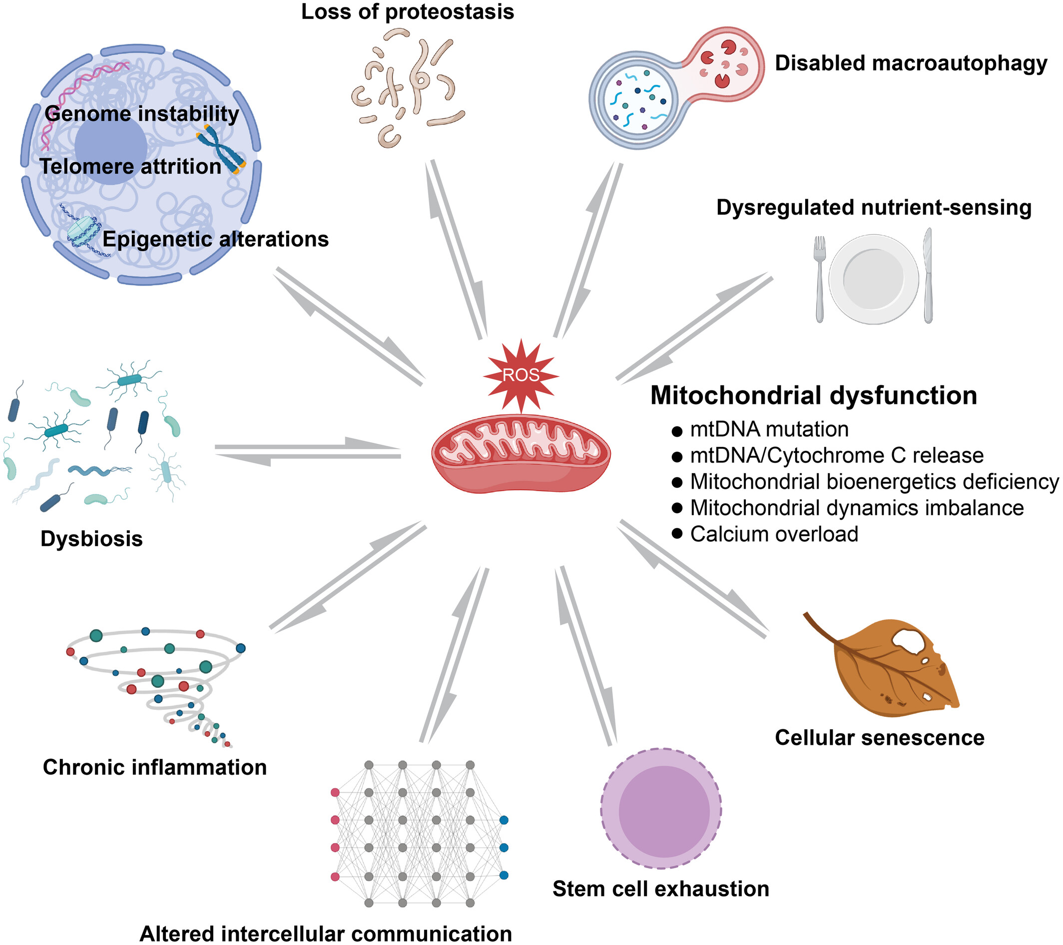 Interactions between mitochondrial dysfunction and other hallmarks of aging