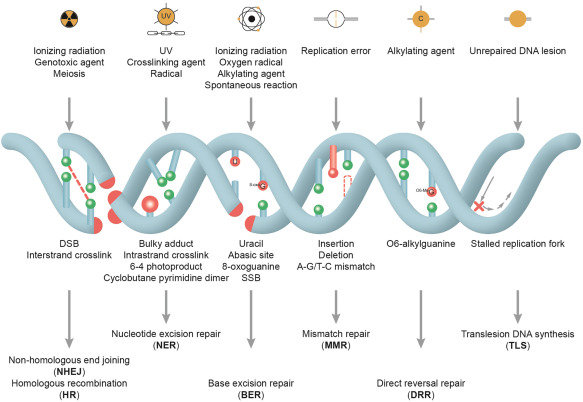 Genomic instability and aging