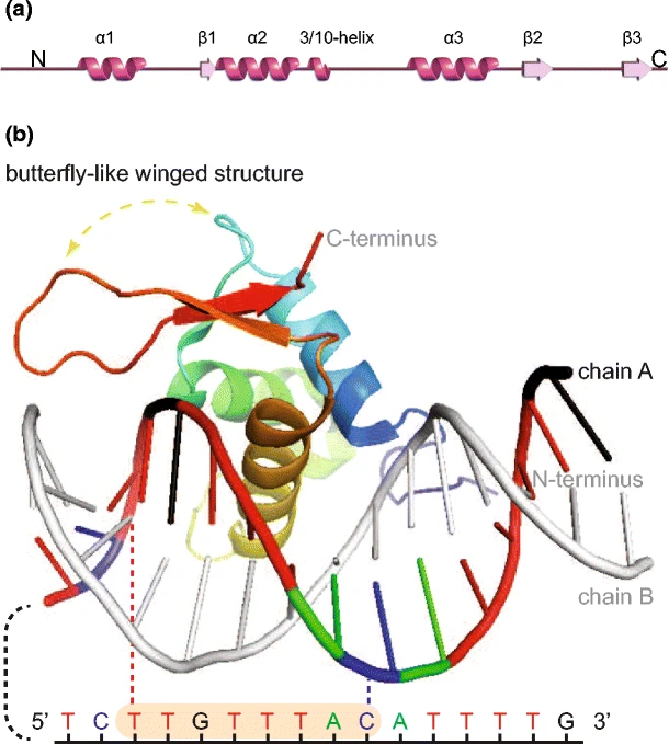 Identify silkworm FOX transcription factor family