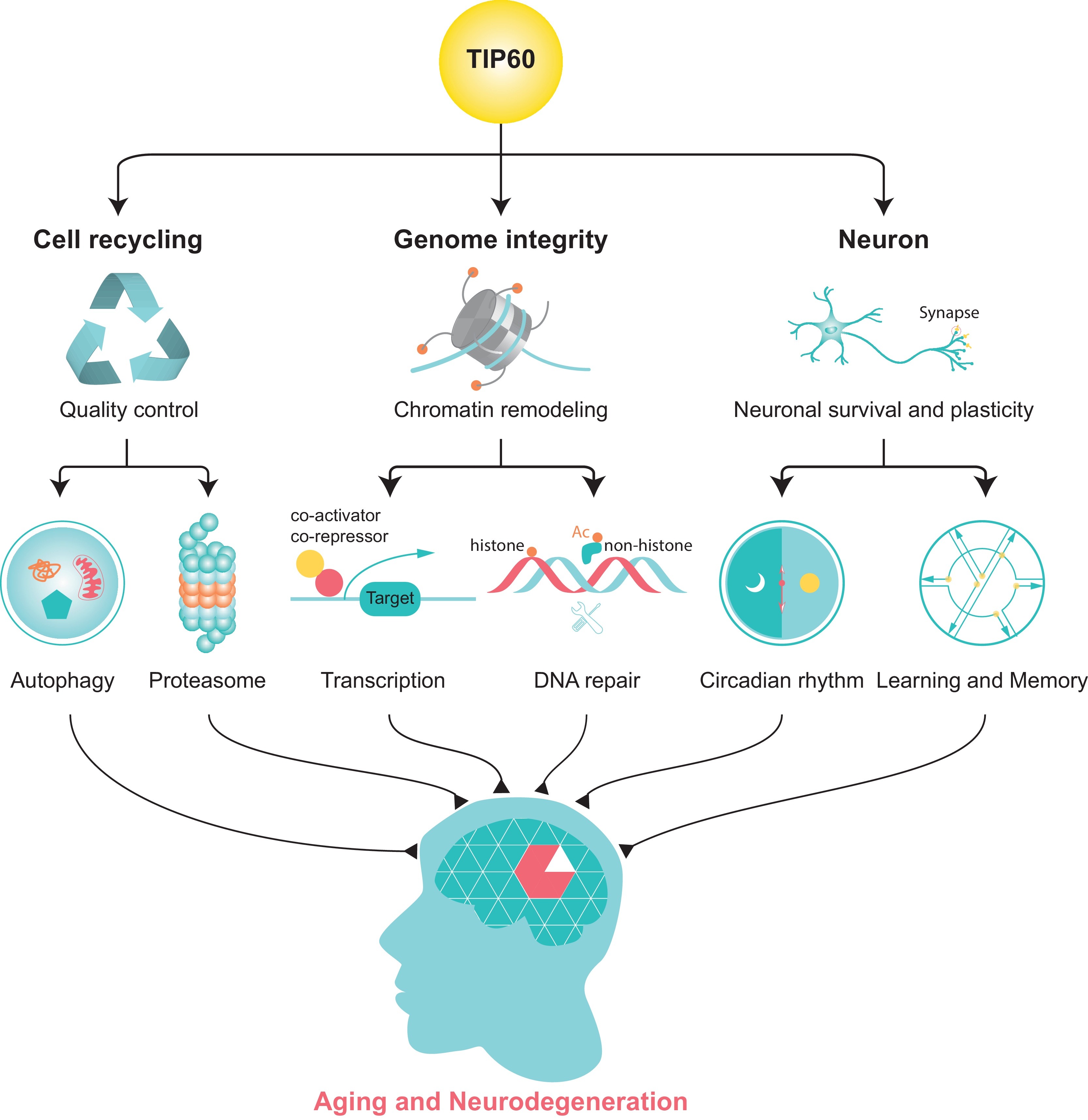 TIP60 in aging and neurodegeneration