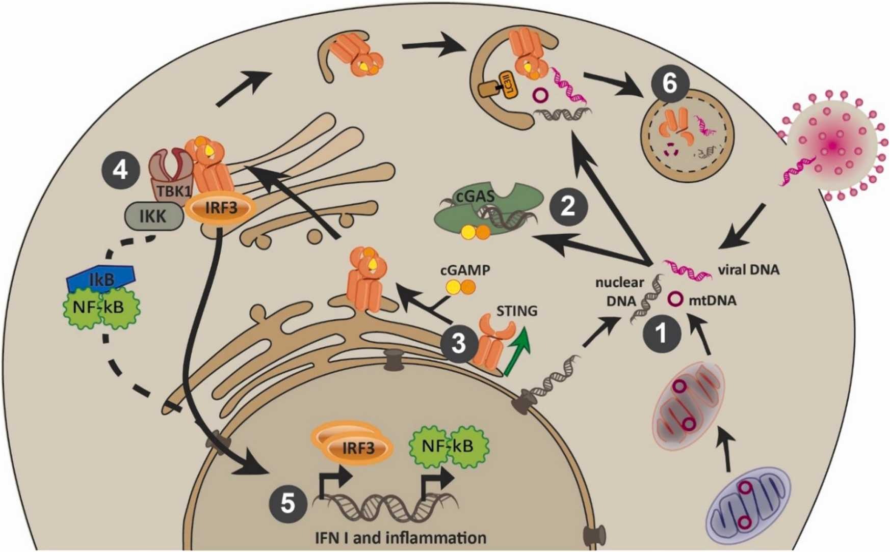 Urolithin A modulates the cGAS-STING signaling pathway